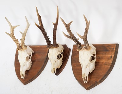 Lot 88 - Antlers/Horns: A Trio of Roebuck Antlers...