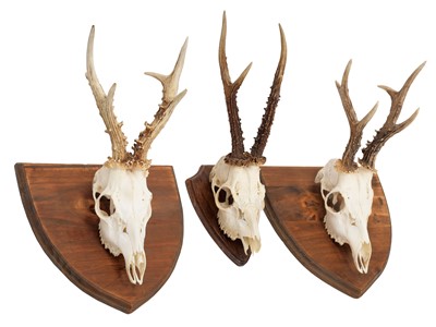 Lot 88 - Antlers/Horns: A Trio of Roebuck Antlers...