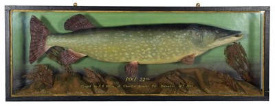 Lot 225 - Taxidermy: A Large Cased Northern Pike (Esox...