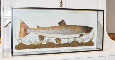 Lot 447 - Taxidermy: A Cased Salmon (Salmo Salor) circa...