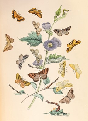 Lot 2158 - Humphreys & Westwood, British Butterflies [and] Moths, 1841-3