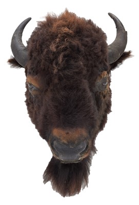 Lot 83 - Taxidermy: North American Buffalo (Bison...