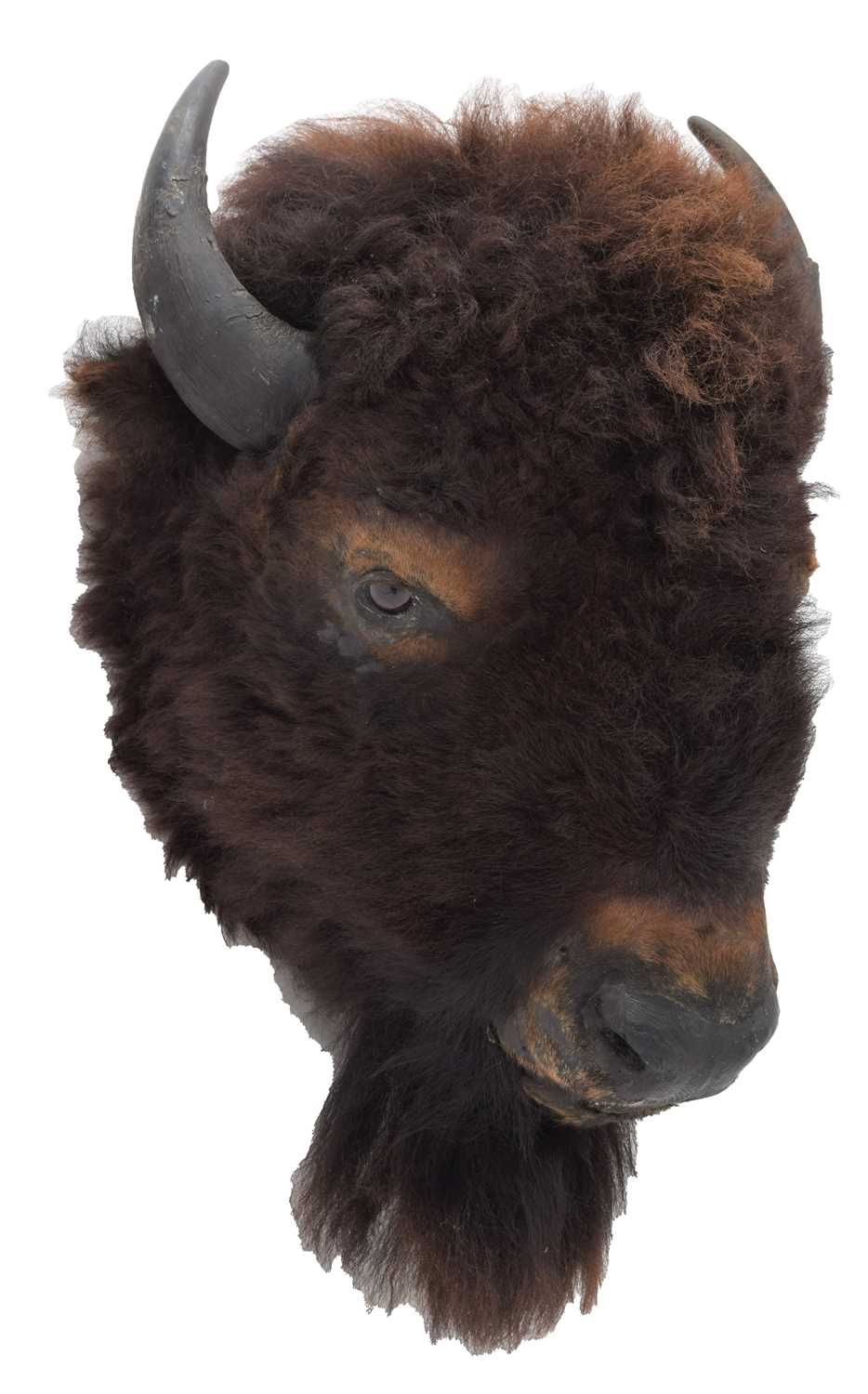 Lot 83 - Taxidermy: North American Buffalo (Bison...