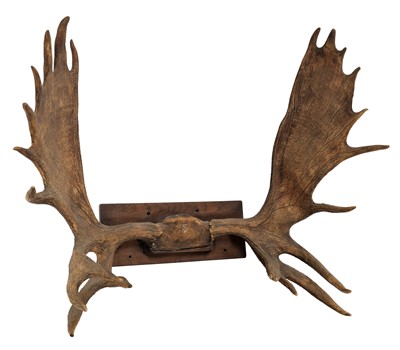 Lot 188 - Antlers/Horns: A Large Set of European Moose...