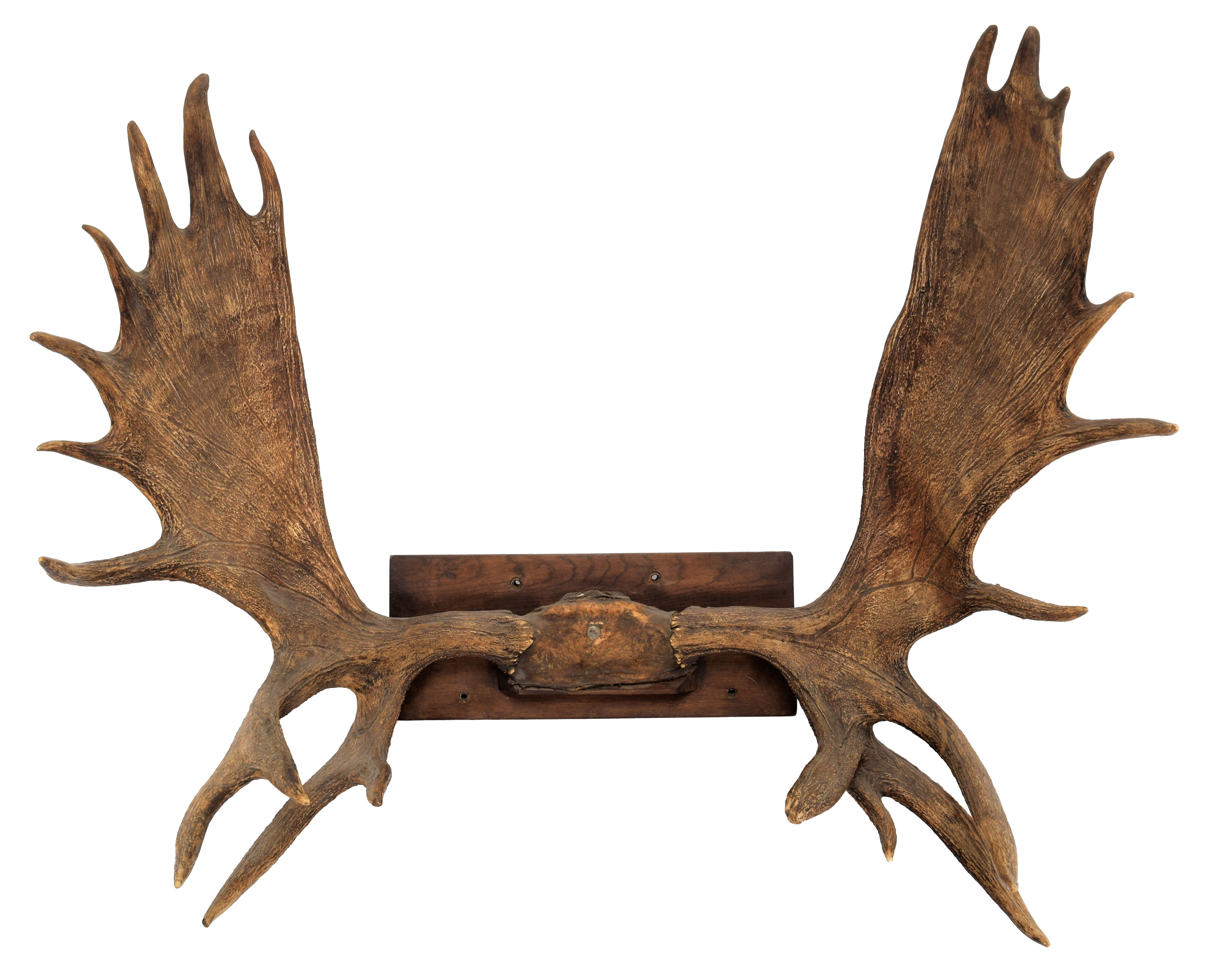 Lot 188 Antlers/Horns A Large Set of European Moose