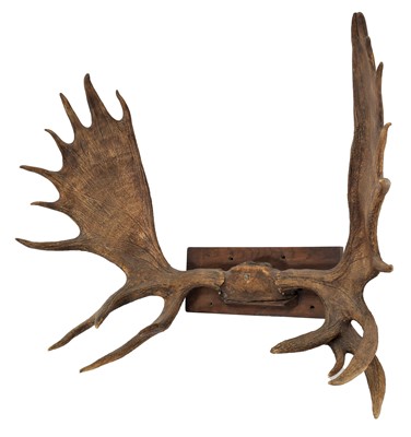 Lot 188 - Antlers/Horns: A Large Set of European Moose...