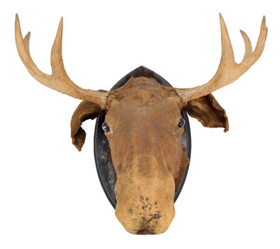 Lot 93 - Taxidermy: European Moose (Alces alces), circa...