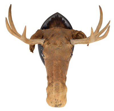 Lot 93 - Taxidermy: European Moose (Alces alces), circa...