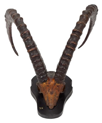 Lot 25 - Antlers/Horns: Mid-Asian Ibex (Capra sibirica...