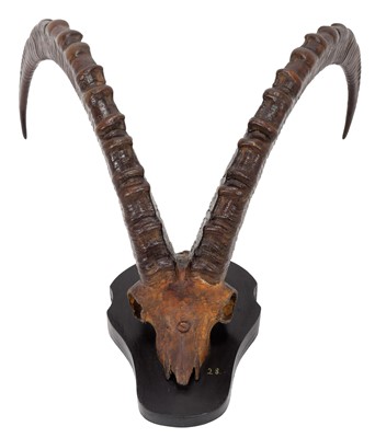 Lot 19 - Antlers/Horns: Mid-Asian Ibex (Capra sibirica...