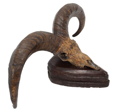 Lot 59 - Antlers/Horns: Blue Sheep or Bharal (Pseudois...