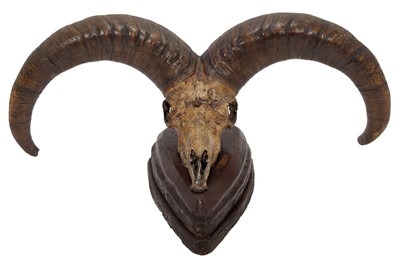 Lot 59 - Antlers/Horns: Blue Sheep or Bharal (Pseudois...