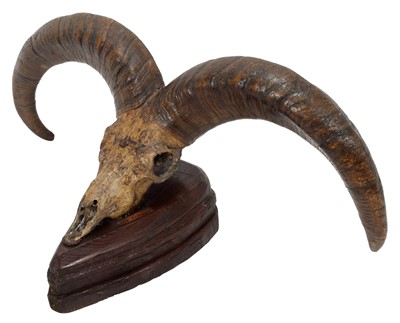 Lot 59 - Antlers/Horns: Blue Sheep or Bharal (Pseudois...