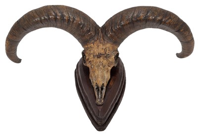 Lot 59 - Antlers/Horns: Blue Sheep or Bharal (Pseudois...