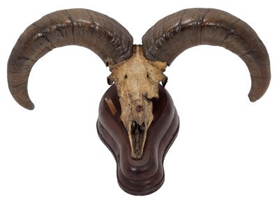 Lot 16 - Antlers/Horns: Blue Sheep or Bharal (Pseudois...