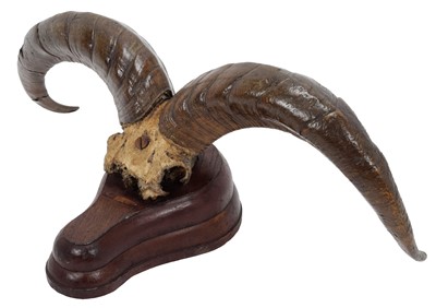 Lot 3 - Antlers/Horns: Blue Sheep or Bharal (Pseudois...