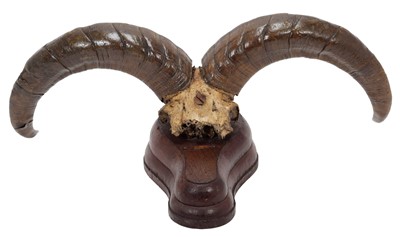 Lot 3 - Antlers/Horns: Blue Sheep or Bharal (Pseudois...