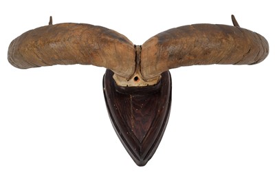 Lot 33 - Antlers/Horns: Blue Sheep or Bharal (Pseudois...