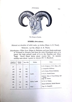 Lot 33 - Antlers/Horns: Blue Sheep or Bharal (Pseudois...
