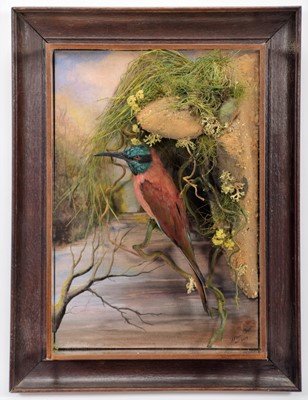 Lot 98 - Taxidermy: Northern Carmine Bee-eater (Merops...