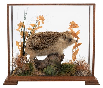 Lot 126 - Taxidermy: A Cased European Hedgehog...