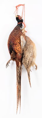 Lot 135 - Taxidermy: A Brace of Ring-necked Pheasants...