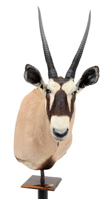 Lot 84 - Taxidermy: Gemsbok Oryx Pedestal Mount...