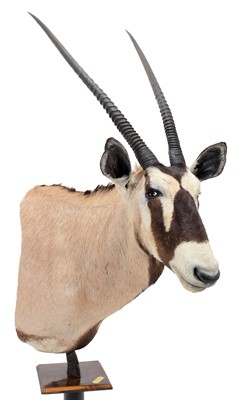 Lot 84 - Taxidermy: Gemsbok Oryx Pedestal Mount...