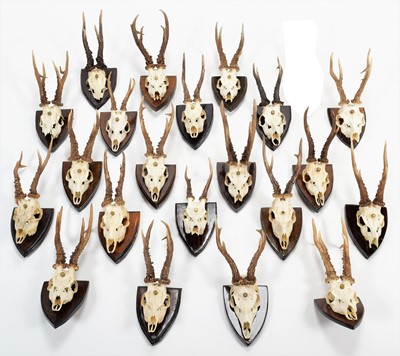 Lot 130 - Antlers/Horns: A Collection of Medal Class...