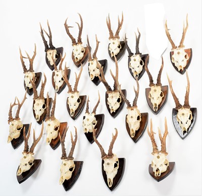 Lot 130 - Antlers/Horns: A Collection of Medal Class...