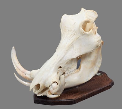 Lot 128 - Skulls/Anatomy: A Common Warthog Skull...