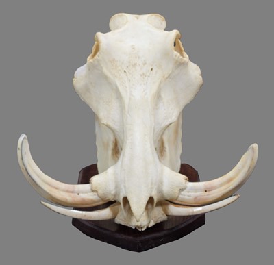 Lot 128 - Skulls/Anatomy: A Common Warthog Skull...