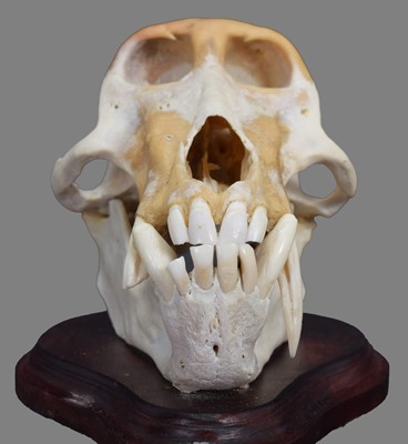 Lot 78 - Skulls/Anatomy: Chacma Baboon Skull (Papio...