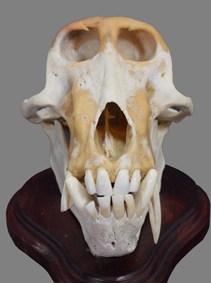 Lot 78 - Skulls/Anatomy: Chacma Baboon Skull (Papio...