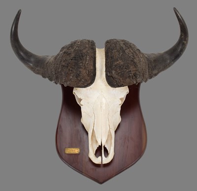 Lot 80 - Skulls/Anatomy: Cape Buffalo (Syncerus caffer),...