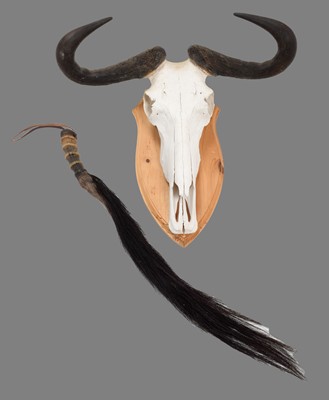 Lot 82 - Horns/Skulls: A Trio of African Game Trophy...