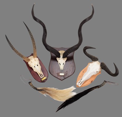 Lot 82 - Horns/Skulls: A Trio of African Game Trophy...