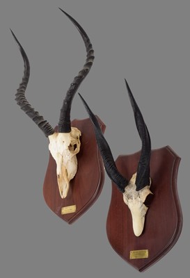Lot 129 - Antlers/Horns: South African Common Impala &...