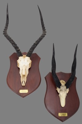 Lot 129 - Antlers/Horns: South African Common Impala &...