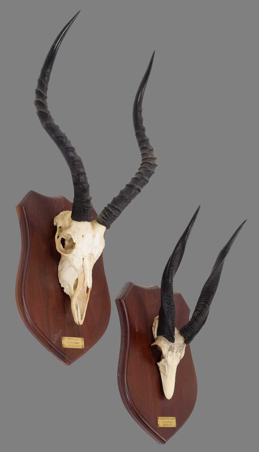 Lot 129 - Antlers/Horns: South African Common Impala &...