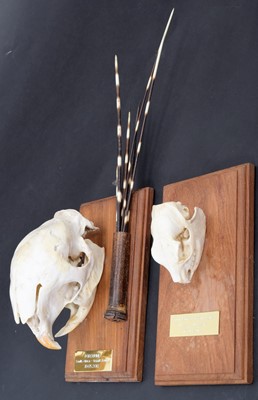 Lot 85 - Skulls/Anatomy: South African Porcupine &...