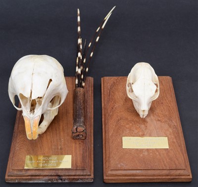 Lot 85 - Skulls/Anatomy: South African Porcupine &...
