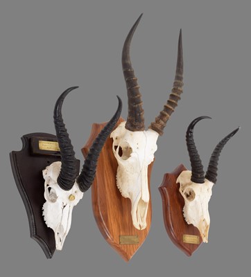 Lot 250 - Antlers/Horns: South African Springbok &...