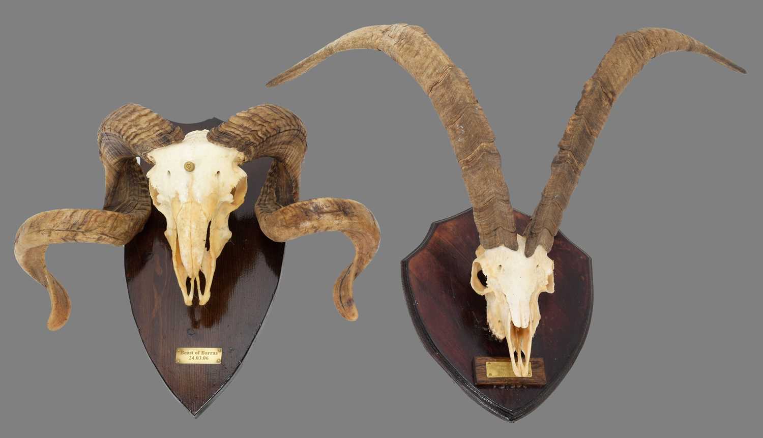 Lot 71 - Antlers/Horns: Wild Goat & Black-Faced Sheep...