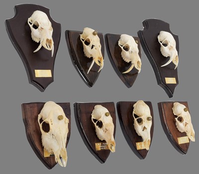 Lot 112 - Skulls/Anatomy: Chinese Water Deer Game Trophy...