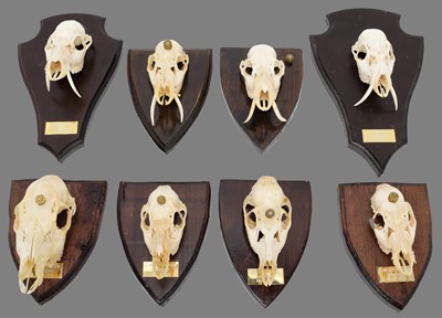 Lot 112 - Skulls/Anatomy: Chinese Water Deer Game Trophy...