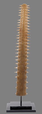 Lot 340 - Natural History: Sawfish Rostrum (Pristidae...