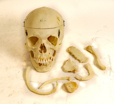 Lot 2201 - Adam Rouilly Human Osteology Half Skeleton