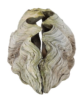 Lot 143 - Conchology: Giant Clam Shell (Tridacna gigas),...