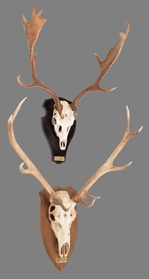 Lot 102 - Antlers/Horns: Fallow & Red Deer Antlers (Dama...
